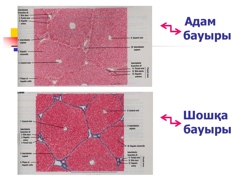Адам            бауыры 